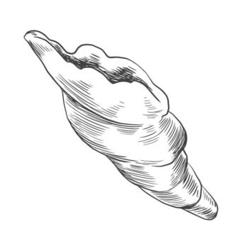 Black and white seashell isolated on a white background. Sketch style spiral rapan shell vector