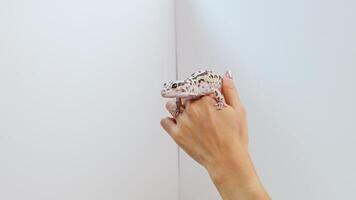 en hand försiktigt innehar en leopard gecko mot en enkel vit bakgrund, highlighting de reptilens unik mönster video