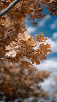 Autumn leaves on a tree branch with blue sky in the background photo