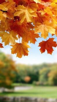 A tree with yellow leaves hanging from it photo
