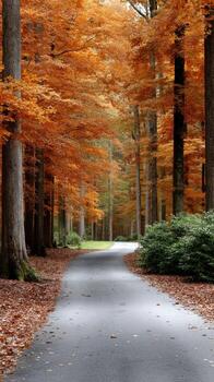 A paved road surrounded by trees in the fall photo
