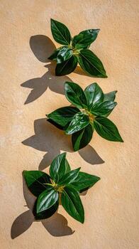 Three green leaves on a wall with shadows photo