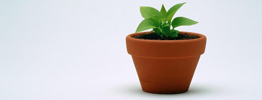 A small plant in a pot on a white background photo