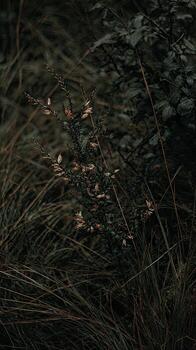 A bush with flowers in the middle of a field photo