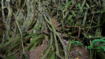 tät banyan träd rötter flätas ihop i en frodig skog miljö, fångad med naturlig belysning och stadig kamera rörelse video