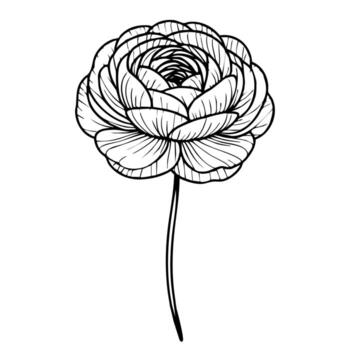 A detailed line drawing of a flower with layered petals and a long stem, showcasing intricate patterns and textures. vector