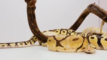 uma bola Pitão é enrolado em uma ramo dentro uma bem iluminado, interior contexto, exibindo Está distintivo padrões video