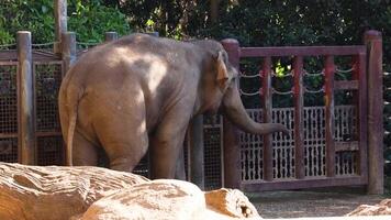 elefant utforska inhägnad Port med trunk video