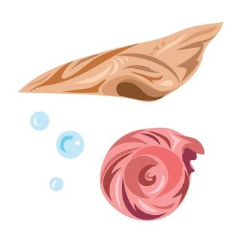 Brown and red colored beach sea shells illustration set bundle isolated on square white background. vector