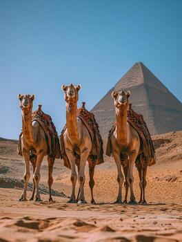 Three camels at the Great Pyramid photo