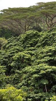 Lush Green Coffee Plants Growing on a Tropical Hillside. photo