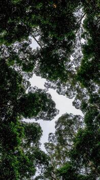 Looking Up Through Lush Green Forest Canopy Towards the Sky. photo