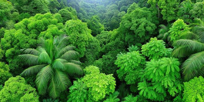 Lush green tropical rainforest canopy covering forest floor photo