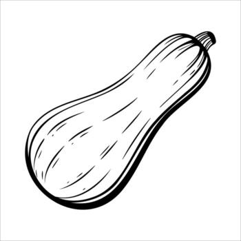 A hand-drawn illustration of a butternut squash. The squash is elongated with a smooth surface and a tapered end, showcasing its distinctive shape. vector