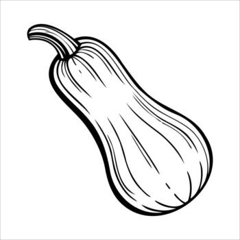 A hand-drawn illustration of a butternut squash. The squash is elongated with a smooth surface and a curved neck. It is depicted in a simple black outline style. vector