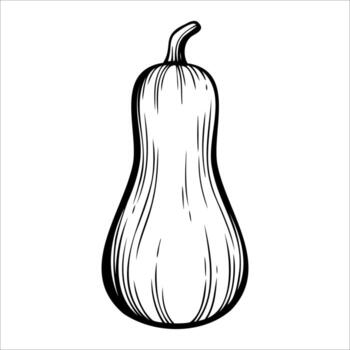 A hand-drawn illustration of a butternut squash. The squash has a smooth, elongated shape with a curved neck and a bulbous bottom. It is depicted in black and white. vector