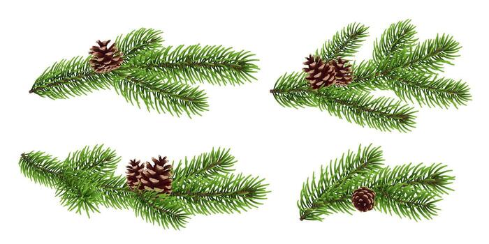 Pine branches with cones illustration vector