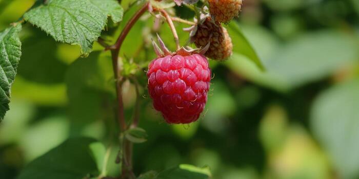 Close-up of a ripe, juicy red raspberry, perfect for a healthy and delicious treat. photo