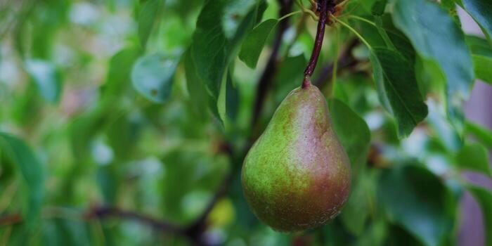 A single, ripe pear hangs from a tree branch with green leaves in the background. photo