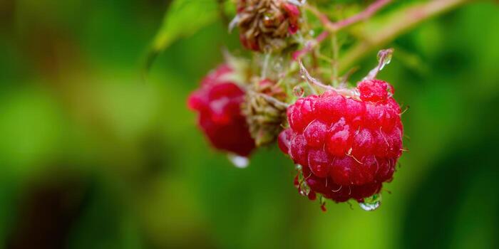 Close-up of ripe raspberries with water drops on a blurred green background. photo