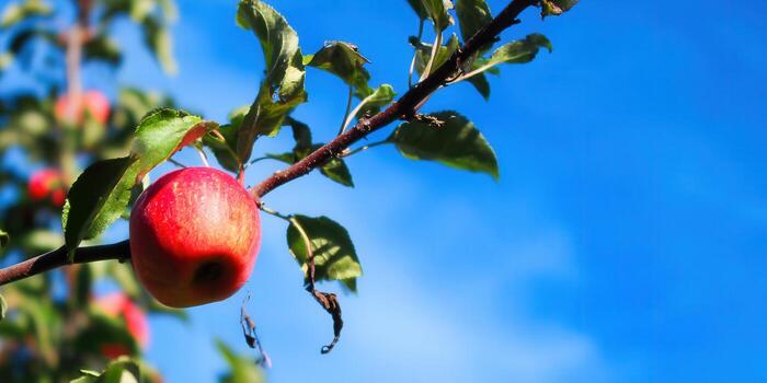 A single, ripe red apple hangs from a tree branch against a bright, clear blue sky. photo