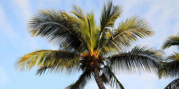 A vibrant palm tree reaches for the sky on a sunny day with beautiful green leaves. photo