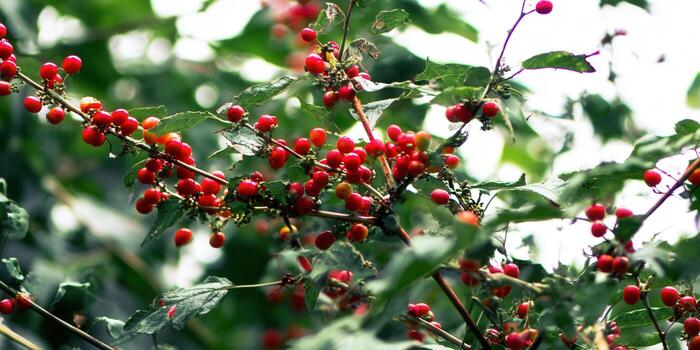 Vibrant red berries burst forth from leafy green branches, a natural display. photo
