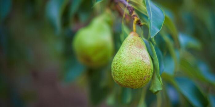 Two green pears hanging on a branch, surrounded by green leaves in soft focus. photo