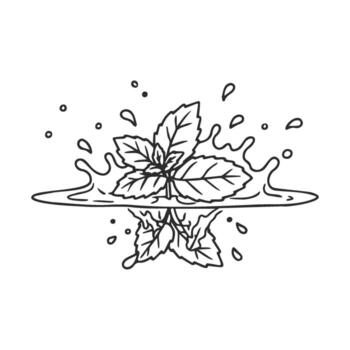 Mint leaves splashing in water with reflected on white background vector