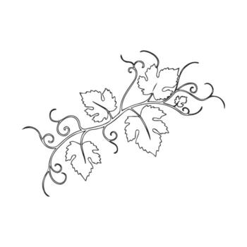 Elegant black and white vine with intricate leaf patterns vector