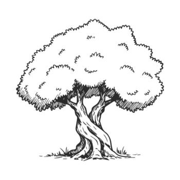 Ink sketch of majestic tree with lush canopy and twisted trunk on white background vector