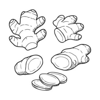 drawn ginger root illustrations with slices on white background vector