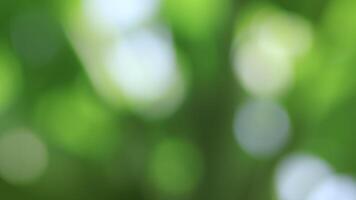 morbido sfocato verde bokeh sfondo con naturale tono. pendenza verde liscio per un' sfondo. video