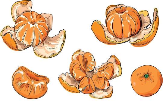 Set of peeled and whole tangerines with segments vector