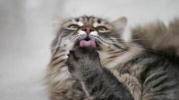 en katt är spelar med dess Tass och har en se av koncentration på dess ansikte video