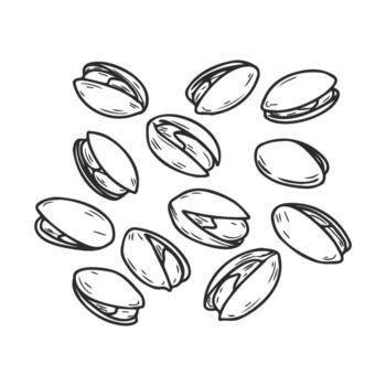 mano pistachos dibujados línea Arte de sin cáscara nueces con abierto y cerrado conchas en negro y blanco vector