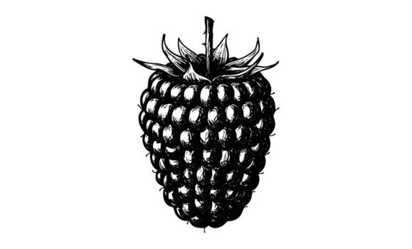Monochrome illustration of a detailed raspberry with shading and texture vector