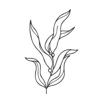 Simple line art of abstract plant with flowing leaves and dots vector