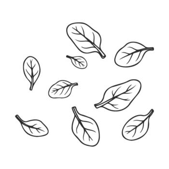 Hand drawnspinach leaf illustrations with varied shapes and sizes on white background vector