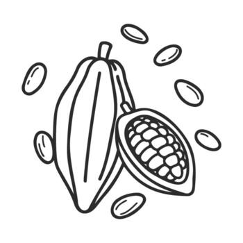 Outline drawing of cocoa pod with seeds vector