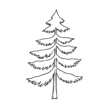 Simple line art of a pine tree with layered branches and sharp leaves vector