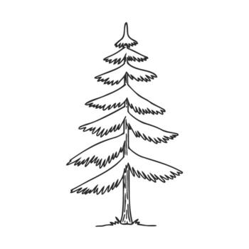 Simple outline drawing of a tall pine tree with branches and needles vector