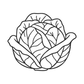 Intricate line art of cabbage with detailed leaf patterns vector