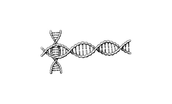 Monochrome illustration of a twisted dna strand with helix structure vector