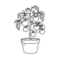Black and white outline of tomato plant with fruit in pot vector