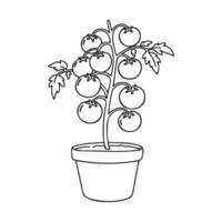 Black-and-white line drawing of tomato plant with fruits in a flower pot vector