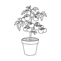 Potted tomato plant line drawing with ripe tomatoes vector