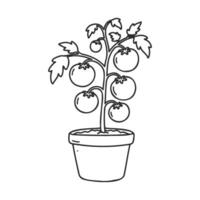 Black and white illustration of a tomato plant with five tomatoes in a pot vector