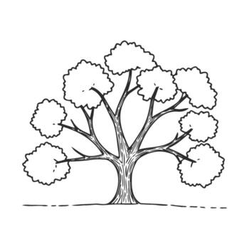 Hand drawntree with lush branches and detailed trunk on white background vector