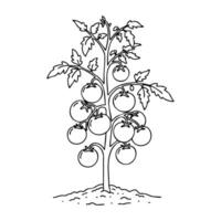 Simple line drawing of a tomato plant with fruits and leaves vector